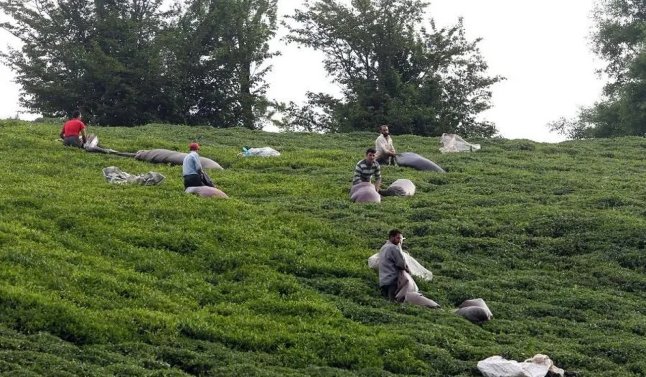 چرا چای ایرانی بهترین انتخاب برای مصرف روزانه است؟